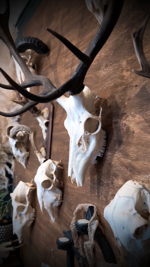 See anything you like? 🤭
•
•
•
#blackbirdavenue #witchywares #oddities #curios #oddityshopmelbourne #vultureculture #australianwitches #melbournewitches #upperyarravalley #yarraranges #visityarravalley