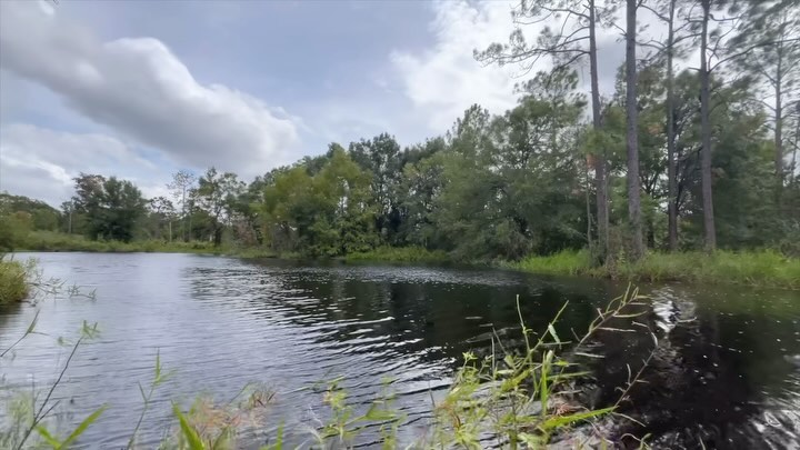Hurricane Helene churns northward 160 miles away in the Gulf of Mexico. In the middle of Florida, we feel her power as she tosses our pineland around 🌬️🌬️. #hurricanehelene #floridanature