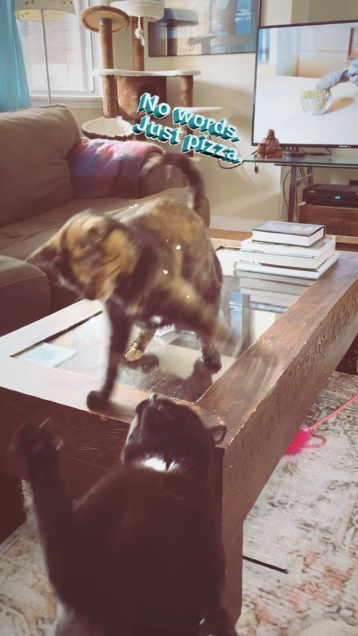 Sharing is NOT caring with these guys, when it comes to food!🍕
#cairoandnori #catfight #pizzapizza #siblingrivalry #sharingisnotcaring #tortietude