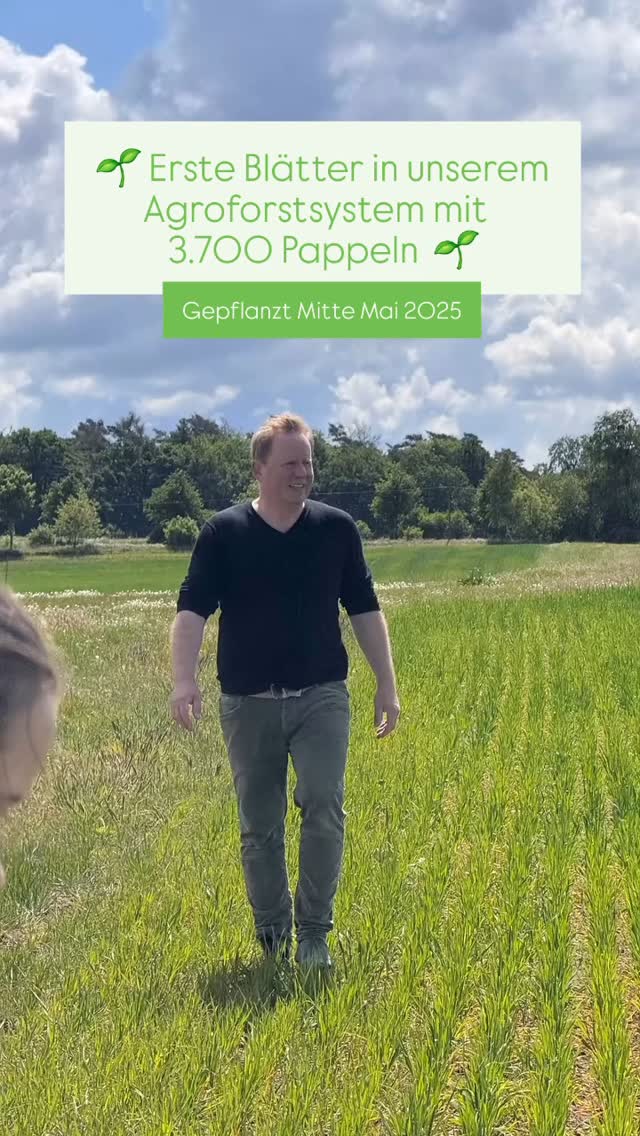 Unsere 3.700 Pappeln auf den Flächen des @gut_boltenhof sind trotz des trockenen Wetters gut angewachsen. 🌳🌳🌳 Nach nur einer Woche sind bereits erste Blätter zu sehen. 💪🌱