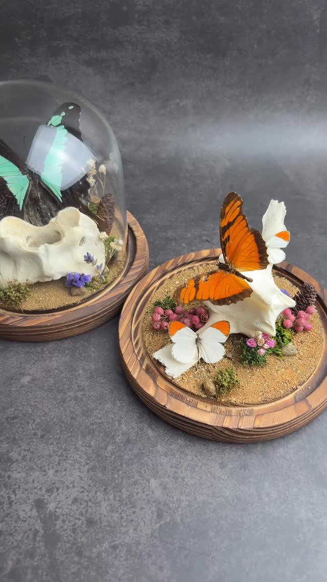 More of the domes available to purchase on the website right now with FREE UK delivery or international at additional cost.
Go on… treat yourself 😉
#OdditiesAndCuriosities #naturalhistoryart #InsectPreservation #NatureArt #taxidermyforsale #InsectTaxidermy #NatureIsMetal #EntomologyArt #InsectDisplay #TaxidermyArt #WeirdIsBeautiful #entomologyforsale #InsectCollector #Oddities #insects #naturalhistory #handcrafted