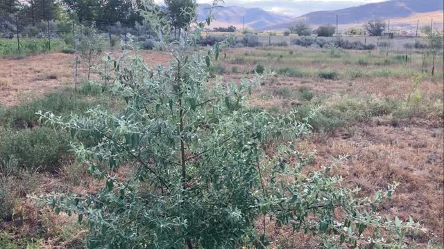 Planting #trees and #shrubs that deer don’t browse for #regenerativefarming in #montana #permacutlure #homestead #farm #pasture