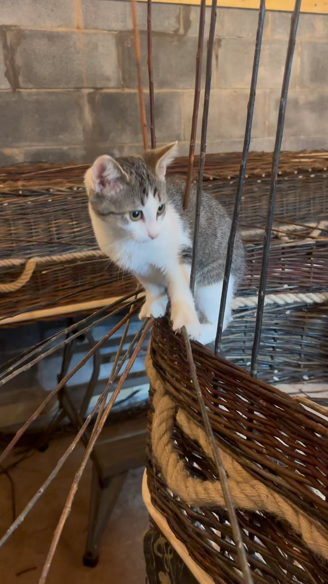 Woven with kitten magic.