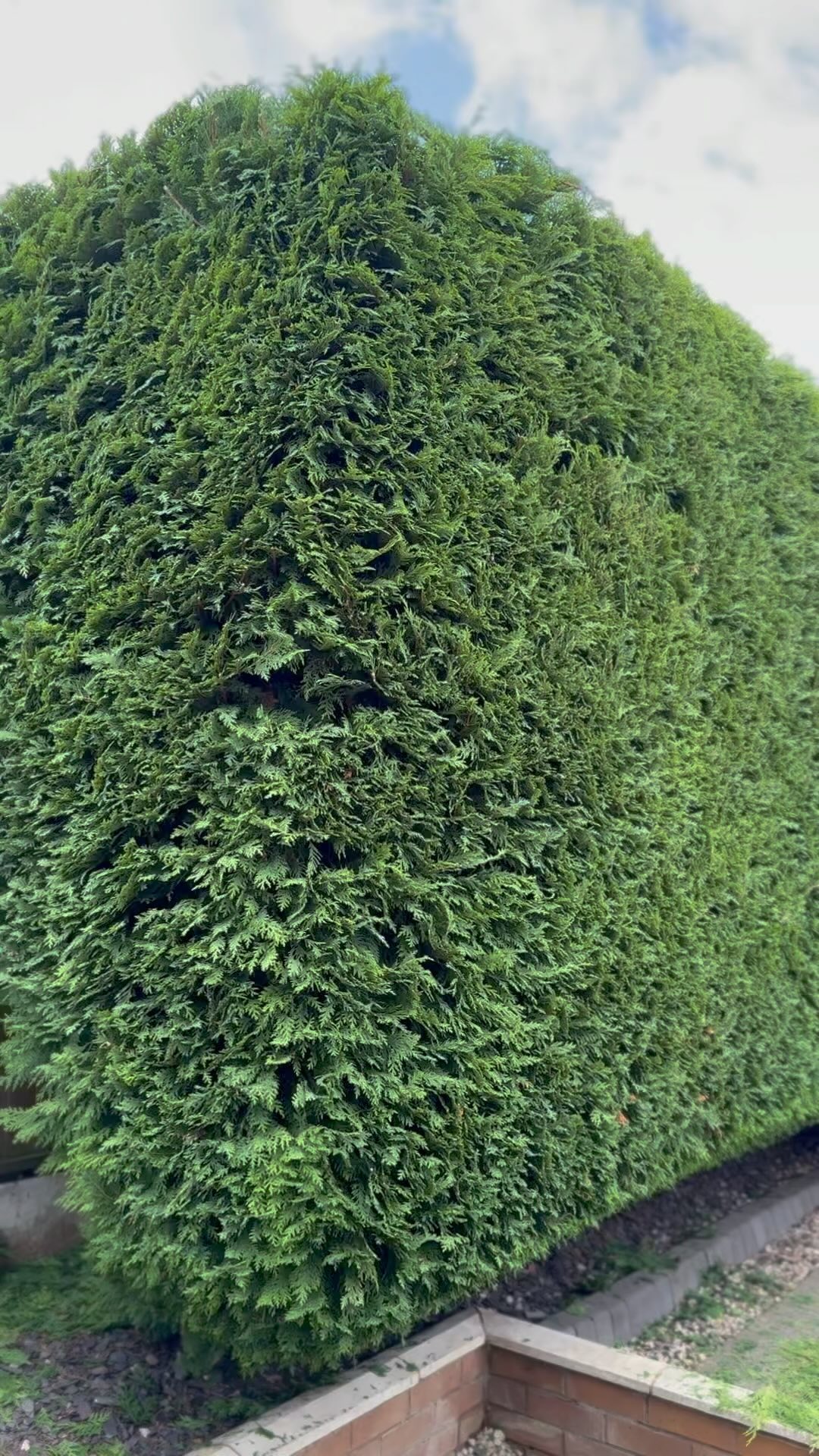 It’s that Crispy Conifer time of year!
.
.
.
.
#treesurgeon #arborist #hedge #hedgecutting #hedgetrimming #garden #gardening
