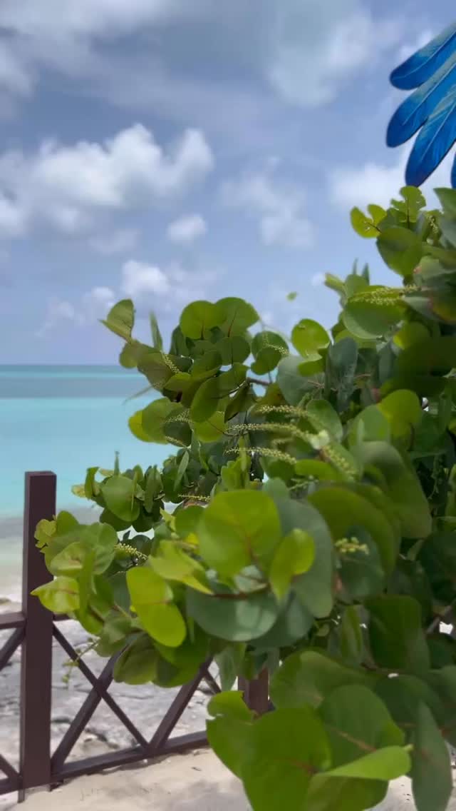 The Butterflies are in love with our sea grape tree! A phenomenal Sight to see!❤️🦋. #butterflyeffect
#007beachclub #booknow #roseisland #swimmingpigs #bahamas #bahamar #atlantis