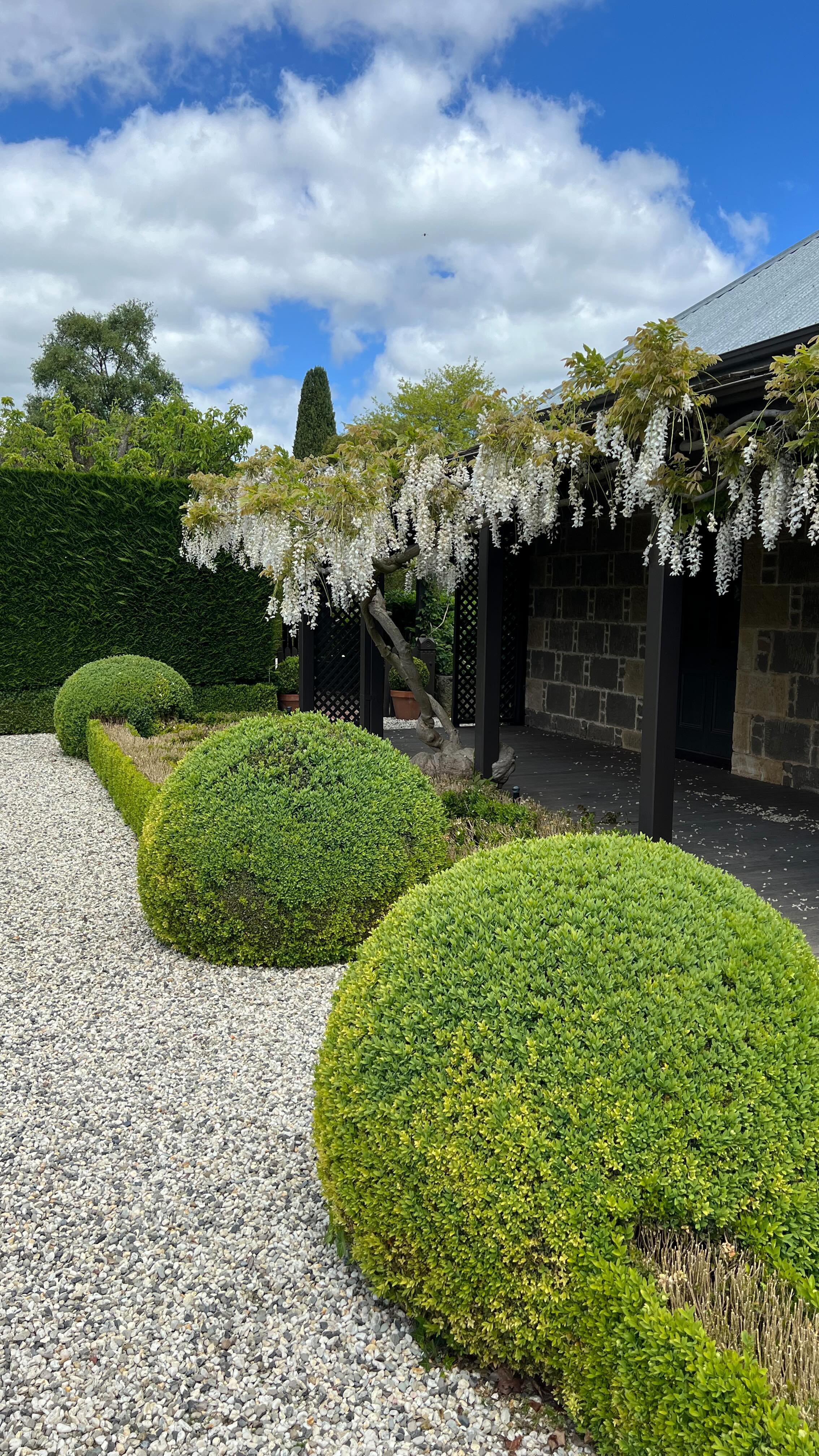 Spring has really arrived when our Lilac in the sunken garden, the Clmatis on the Lych Gate and the wisteria on the verandah are in flower, but there’s still a lot more to come: the Rambling Rector rose on the lych gate, the Clare Austin climbing roses on the entrance arbor, the Hydrangea Petiolaris on the south of the house and, perhaps my favourite, the Salvia Shnee hugel that line the entrance path.
Watch this space for more images from our garden or, better still, make a booking on our website or at @airbnb We’re booked at for Christmas but have early November and December availability.
Thanks as always to our extraordinary gardeners Fergus and Hugh from @ruralgardensaustralia
The Old Rectory is listed by @nationaltrustvic and has appeared on @9postcards as well as @abcaustralia “Dream Gardens” and @thetodayshow
Terracotta pots from @kellockpotsnplanters
Garden timber benches from @cotswoldfurniture
@visitmacedonranges
@daylesfordmacedonranges
@piperstkyneton
#kyneton
#kynetonaccommodation
#oldrectory
#wisteria
#lklac
#sunkengarden
