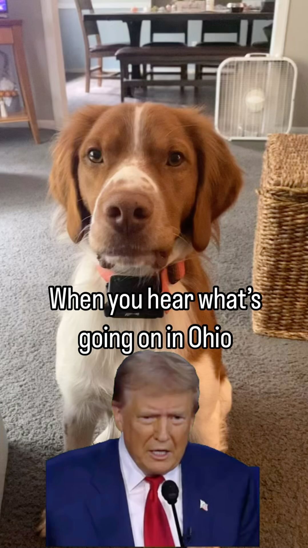 👀👀👀
#upland #waterfowl #birdhunt #dogsofinstagram #brittany #gsp #lab #setter #fowl #dogs