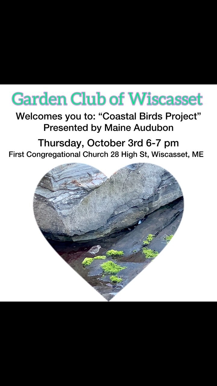 Event open to the public - Free to attend!
Oct 03, 2024, 6:00 PM – 7:00 PM
First Congregational Church, 28 High St, Wiscasset, ME
“Coastal Birds Project” - Each spring, endangered Piping Plovers and Least Terns return to nest and raise their young on southern Maine beaches. For more than 35 years, Maine Audubon and their partners have worked with local residents, landowners, and visitors to ensure that endangered birds, wildlife, and people can safely share the beach. We will learn about Maine Audubon’s efforts to protect these birds and their habitat.
Hosted by the Garden Club of Wiscasset
Presented by @maineaudubon Coastal Birds Project Staff
#gardenclub #gardenclubofwiscasset #coastalbirdsproject #thingstodomaine #events #midcoastmaine #conservationeducation #wiscassetmaine