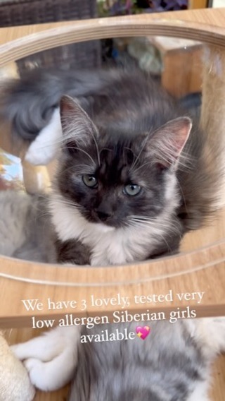 We have 3 stunning kitten girls with very low allergen level available, purrfect for people with moderate to severe allergies or for people with mild allergies who don’t want to take any chance or want 2 kittens at once. In addition to being totally gorgeous, they are total sweethearts and come from our proven very healthy lines. We are exceptionally offering FREE professional transportation to their new home anywhere within the USA ( except Hawaii but discounted transport available for Hawaii and Canada as well). I am also personally going to Los Angeles October 1st and could hand deliver one if you are in that area 😊 Get in touch if you would like to meet them over video call or come for a visit 🥰