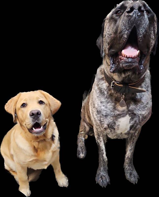 I sent a picture of Otis and Rocky to a client, he sent this back. So much fun. Rocky follows Otis everywhere he goes.
Does your dog have a best friend?
#englishmastiff #yellowlab #puppies #puddletownhounds