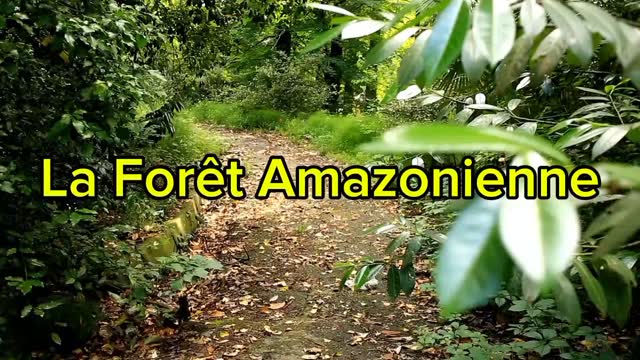 LA FORÊT AMAZONIENNE.
La forêt amazonienne est bien plus qu’un simple paysage vert sur la carte. C’est un écosystème vivant, immense et complexe, qui abrite près de 10 % de la biodiversité de la planète. Chaque feuille, chaque insecte, chaque goutte d’eau joue un rôle essentiel dans l’équilibre climatique, la production d’oxygène et la régulation de l’eau douce dans le monde.
Lorsque nous parlons de l’Amazonie, nous ne parlons pas seulement de nature. Nous parlons de vie, de cultures ancestrales qui ont appris à vivre en harmonie avec cet environnement, d’espèces que nous n’avons pas encore découvertes et de solutions qui pourraient peut-être changer l’avenir de l’humanité.
Mais sa biodiversité est menacée. Chaque arbre abattu, chaque espèce qui disparaît est une alerte qui nous rappelle que tout est lié. Ce qui se passe dans la forêt ne reste pas là-bas. Sa destruction impacte le climat, la santé et le bien-être de tous les êtres humains, où que nous soyons dans le monde.Protéger l’Amazonie, c’est protéger la vie. Ce n’est pas seulement un devoir environnemental, c’est un engagement envers nous-mêmes, envers les générations futures et envers la planète qui nous abrite.
Réfléchissons ensemble : que faisons-nous, à notre échelle, pour protéger ce trésor inestimable ?
#alextourguide #braziltrekkingadventures #venezuelatrekkingtours #venezuelareisen #turismocientífico #lepetitfuteofficiel #amazonien