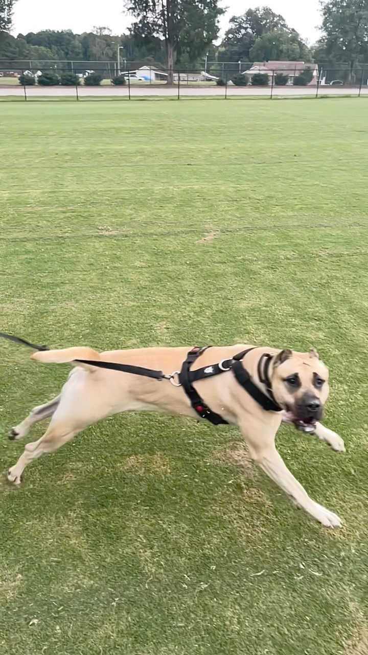 Speed kills even in slow motion!! Nahla is looking ready for nationals! #kingscourtkennel👑 #presacanario #fastcat