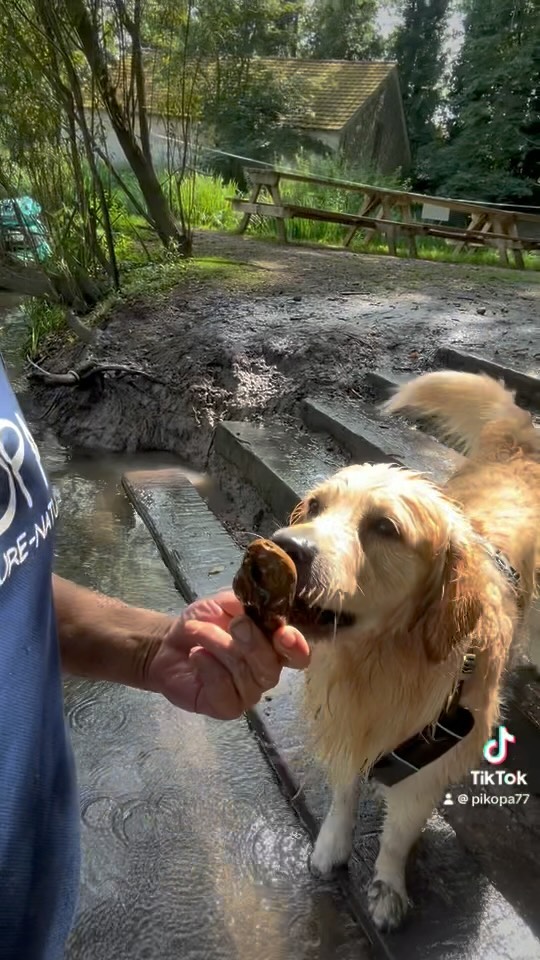 🦮 Rio, chien plongeur 🤩
#rio #toutou #chiens #apikopa