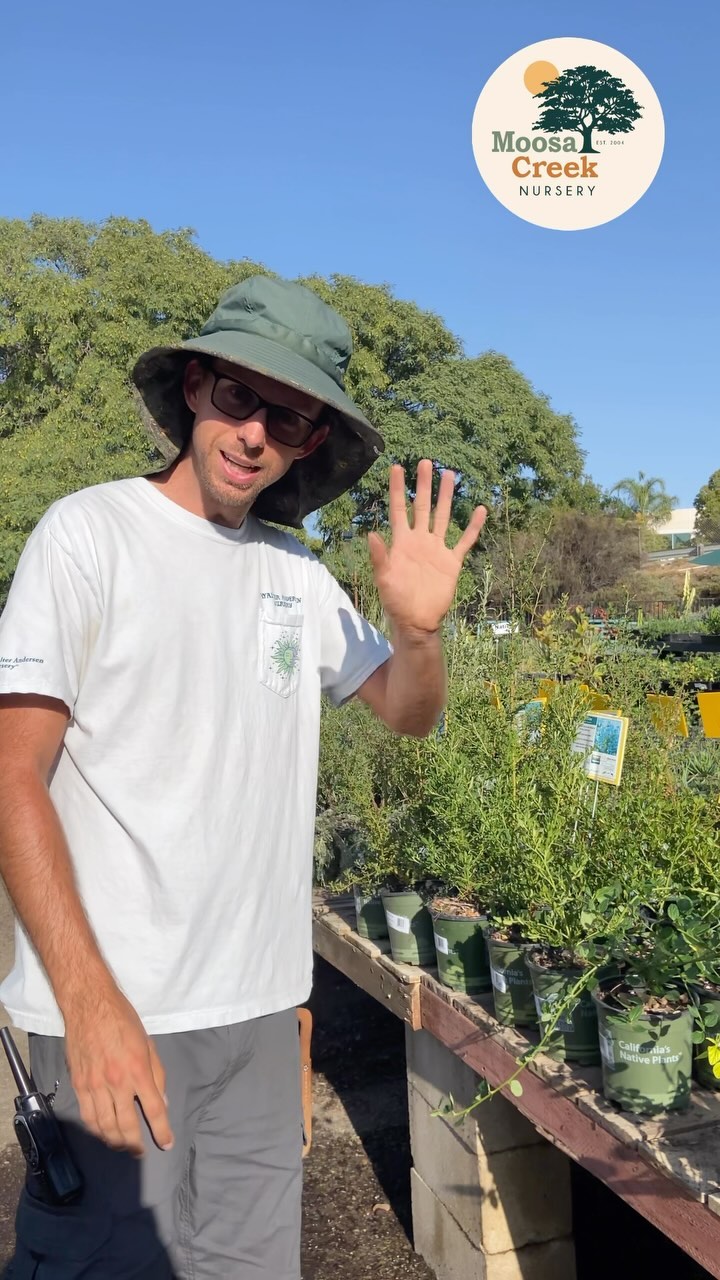Thank you Chris @walterandersenpoway for showing us your top picks for Oaktober 🙌🌳🪴
Visit your nearest retail partner to explore our extensive selection and find the prefect companions for your garden 🌾🌻🪻🐛 🌤️
https://www.moosacreeknursery.com/native-plant-nurseries-and-garden-centers
#bethechange #plantnative #nativeplantnursery #californianativeplants #californianativeplantsociety