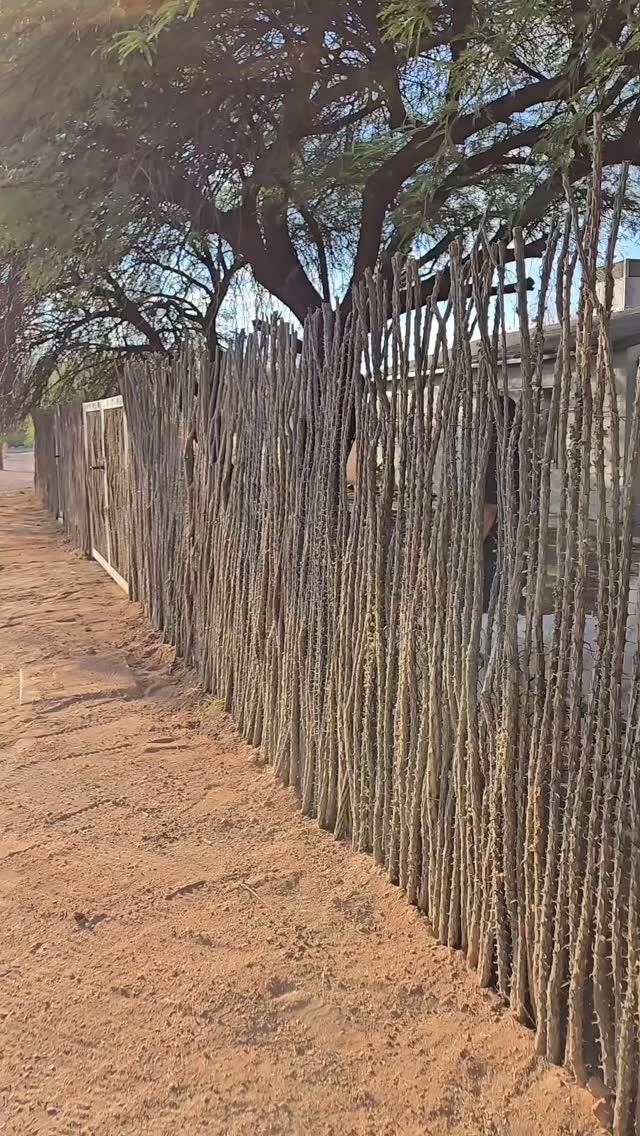 Added some height to Angelo's front yard using Ocotillo Panels to keep him safe and happy—no more jumping over the 3ft chainlink fence! 🐾 #SafeAndSecure #LandscapeUpgrade #SonoranOcotillo