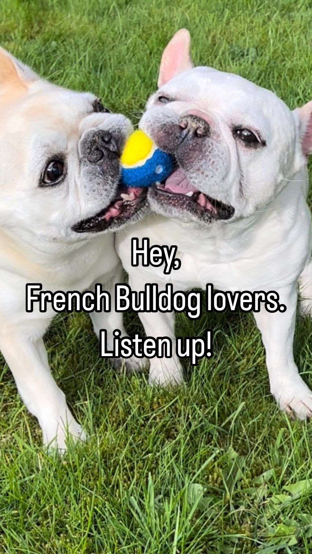 THE FRENCH BULLDOG FAD
must read new blog
If you have a French bulldog or a Brachycephalic breed dog or are thinking of getting one, read THE FRENCH BULLDOG FAD Blog first.
Do you know who the Brachycephalic breeds are?
Do you know what you should never do when you have a French Bulldog, Bulldog, or any other Brachycephalic dog?
Do you know what BOAS is?
Do you know what DDD is?
Do you know the average lifespan of a French Bulldog has drastically plummeted to 4.50 years, a stark contrast to the previous 10-12 years.
Click the link in the bio to read THE FRENCH BULLDOG FAD and learn
what you need to know about Brachycephalic breeds.
#animalitarian