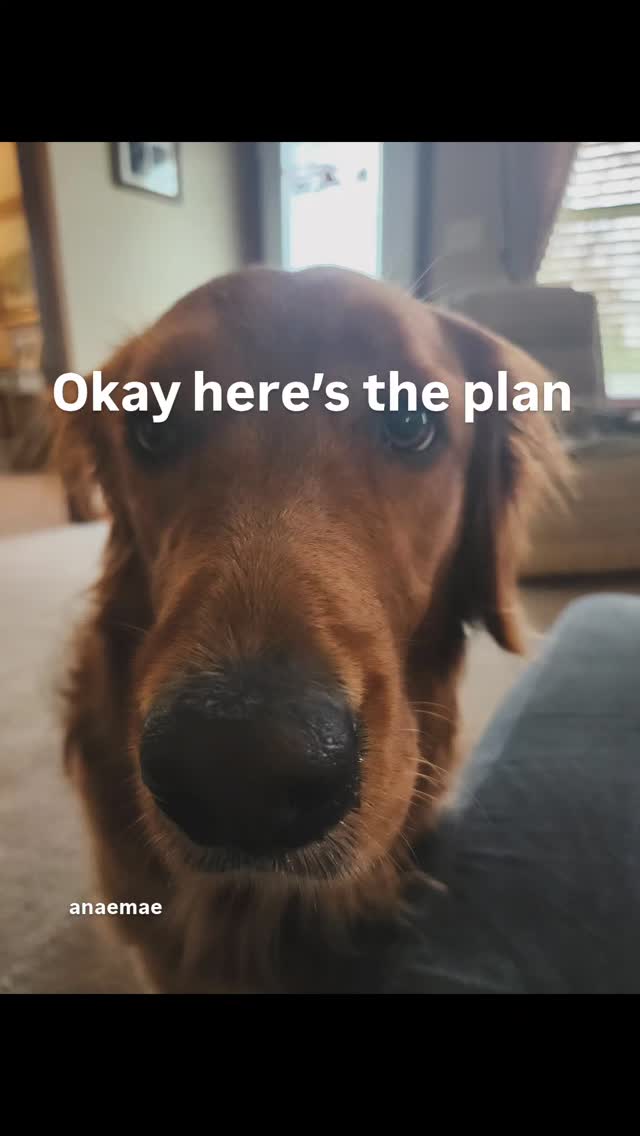 Stella wants to do NOTHING...except eat. #rvdog #fypageシ゚ #doglife #relax #funny #viral