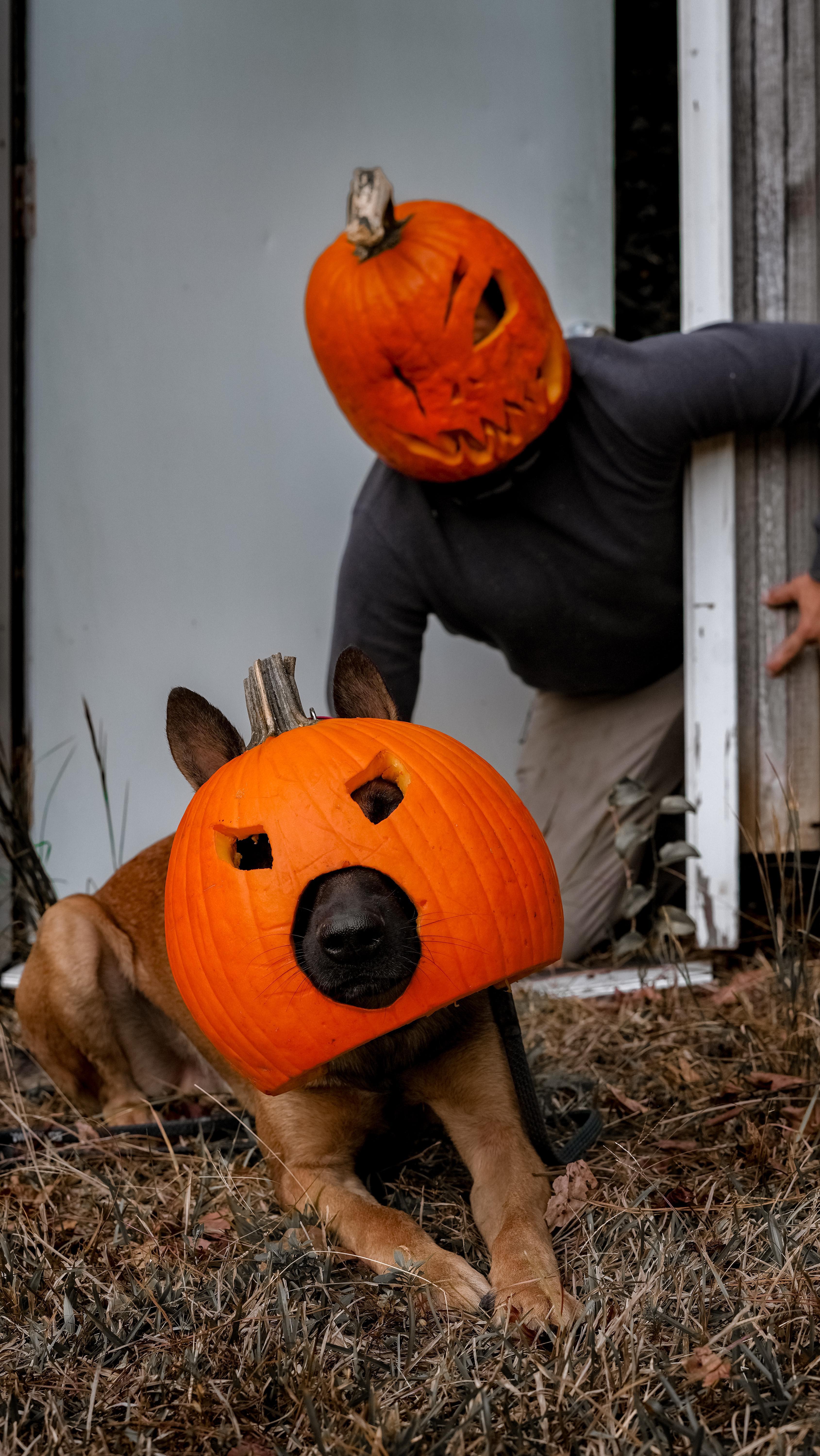 Pumpkin heads, Happy Halloween from the FDK9 crew!
Comment below anything you might want to see us do next 😉
Photo & Video By: @kb_content_
#viral #pumpkintrend # pumpkinheads #dogtraining #dogtrainer #puppylove #yellowlab #dutchsheppard #dutchie #belgianmalinois #supportthetroops #k9 #veternanowned # veteran #serviceanimal #suicideawareness #nonprofit #charity #servicedog #usa #patriot #757 #Chesapeake #virginiabusiness #virginiaevents #suicideprevention #therapydog