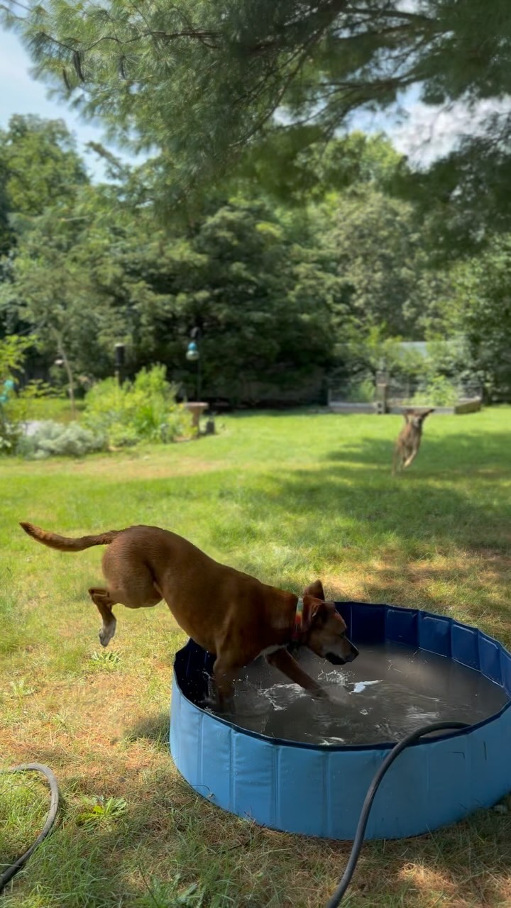 Never gets old 🥹❤️🐕🐕💦☀️