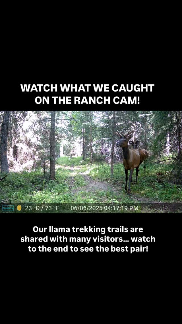 We like putting up game cameras in different spots around the ranch to see who frequents the trails. Watch to the end to see our most impressive visitors!
You too can enjoy out our scenic trails with a llama companion! We offer llama treks on our private ranch, offering a chance to see some NW Montana wildlife in a nature preserve that feels like the backcountry. Link in bio!
#wilderness #wildanimals #exploremontana #travelmontana #outdooradventures #montana #travelwithkids outdoorlife #biggame #llamas #llamalove #westernlifestyle