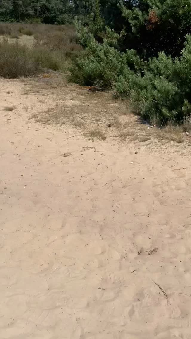 Ieder weekend loopt het op een wijze die vooraf niet te plannen is.
Wat begon als een warme, stroeve en aftastende start…
veranderde in een weekend dat ons tot de kern bracht.
Twaalf mannen Allemaal verschillend en elkaar nog nooit gezien maar met hetzelfde diepe verlangen:
om echt te worden.
Maskers vielen.
Zonden kwamen aan het licht.
Er werd gebeden, gebroken en opgebouwd.
Twee mannen gaven hun leven aan Jezus
en lieten zich dopen!
We zongen. We worstelden. We baden.
We kregen onderwijs over Bijbelse mannelijkheid.
En bovenal stonden we naast elkaar als broeders.
“IJzer scherpt men met ijzer, zo scherpt een man het gezicht van zijn naaste.”
Spreuken 27:17
Dit is waarom we dit doen.
Niet voor perfectie.
Maar voor echtheid. Voor waarheid.
Voor vrijheid in het licht.
Om vanuit die plek te dienen en een man naar Gods hart te zijn, is het thuis, op je werk of in de sportschool.
Ons volgende weekend is op 6&7 september.
Wil je meer weten of meedoen? Stuur ons een bericht. Of meld je aan op de mailinglijst via de link in BIO.
Laat je aanscherpen. Word opgebouwd!