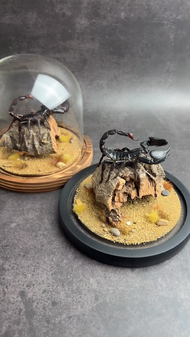 🦂 Scorpion Domes 🦂
These two are available on our website right now for £50 each (UK delivery included, international extra).
#InsectDisplay #entomologyforsale #NatureIsMetal #InsectPreservation #WeirdIsBeautiful #EntomologyArt #InsectCollector #InsectTaxidermy #naturalhistoryart #NatureArt #TaxidermyArt #OdditiesAndCuriosities #taxidermyforsale #Oddities #insects #Scorpion