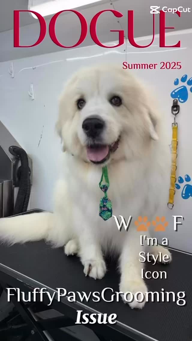 The wait is over! Our Dogue 2025 Summer Issue is here ๐พโ๏ธ if you want to be part of it, make sure to give us a call to make an appointment at 818.836.1449
See you soon!
#grooming #lovedogs #sanfernandovalleydogs #doggrooming #fluffypawsgrooming #cutedogs #818valley