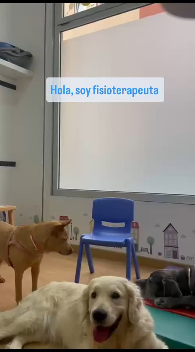 📆 El día 11 de julio de 15:30 a 17:00
Disfrutaremos de una charla diferente en la que podremos contar con nuestra compañera Calipsa Betancor para resolver todas tus dudas a cerca de las terapias asistidas con perros. 🦮
Te dejo aquí el enlace a la web, solo copialo en tu buscador
💻https://www.centroinde.net/cursosyeventospresenciales
Les esperamos!
#TerapiaAsistidaConPerros #centroinde #atenciontemprana #equipointerdisciplinar