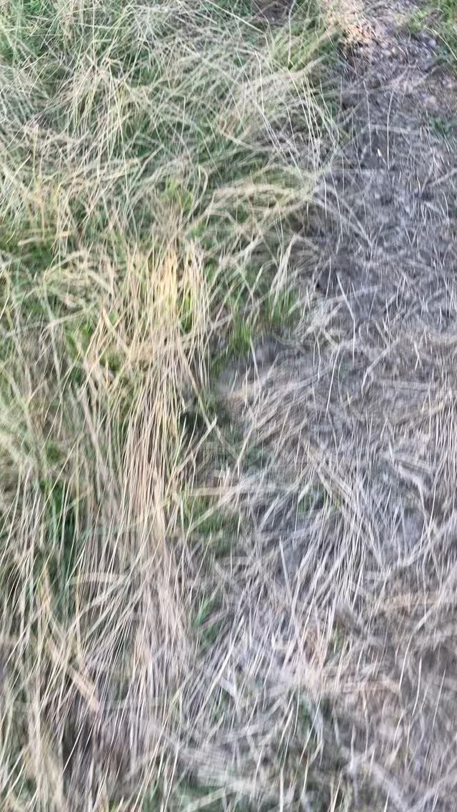 Summer pasture is full of surprises! Hello, Little Cutie, welcome to the world!
#roundtreefarmgreenhouse #summer #cows #babycows