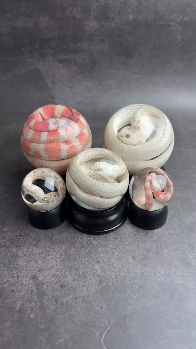 🐍 Wet Specimens 🐍
We thought it was about time we added some wet specimens to the website. Here is just a few. Check out the rest here on our website (linked in bio).
#wetspecimen #wetspecimens #wetspecimenart #wetspecimensnake #wetspecimenforsale #wetspecimensforsale #wetspecimencollection #wetspecimenpreservation #taxidermyforsale #NatureArt #TaxidermyArt #WeirdIsBeautiful #OdditiesAndCuriosities #naturalhistoryart