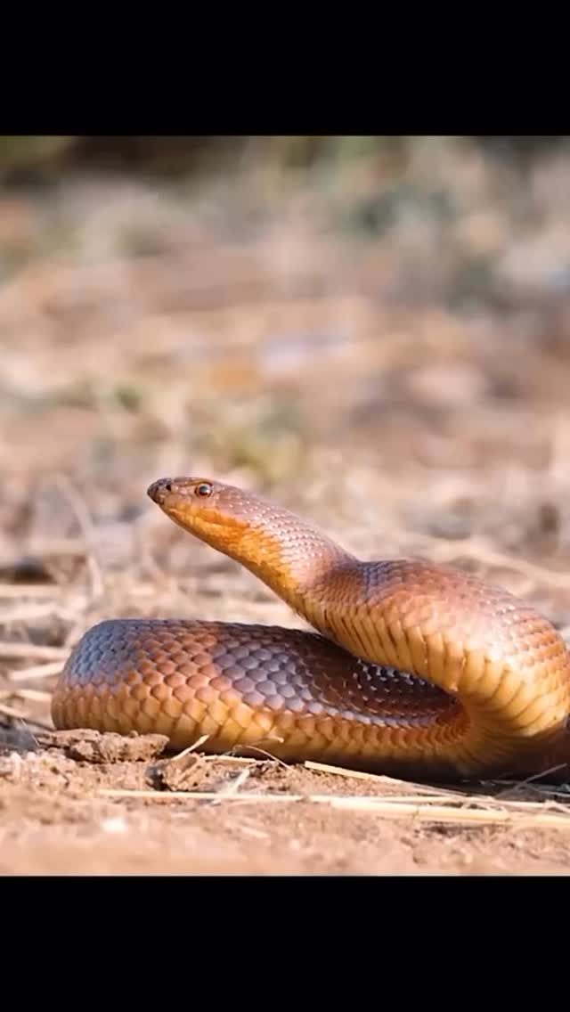 Cuando una serpiente y un tejón melero (honey badger) se enfrentan, somos testigos de una lección viva sobre la cadena alimenticia: cada especie, desde el depredador más resistente hasta su presa, cumple un rol esencial para mantener el equilibrio del ecosistema. Este duelo no es solo lucha por sobrevivir, sino la demostración de cómo la naturaleza regula sus poblaciones y renueva constantemente sus fuerzas. Respetar y proteger estos encuentros salvajes es clave para asegurar que todo ser vivo siga desempeñando su papel en el gran ciclo de la vida.”
#fundacionvivarium #preservandovidas #snake #honeybagger