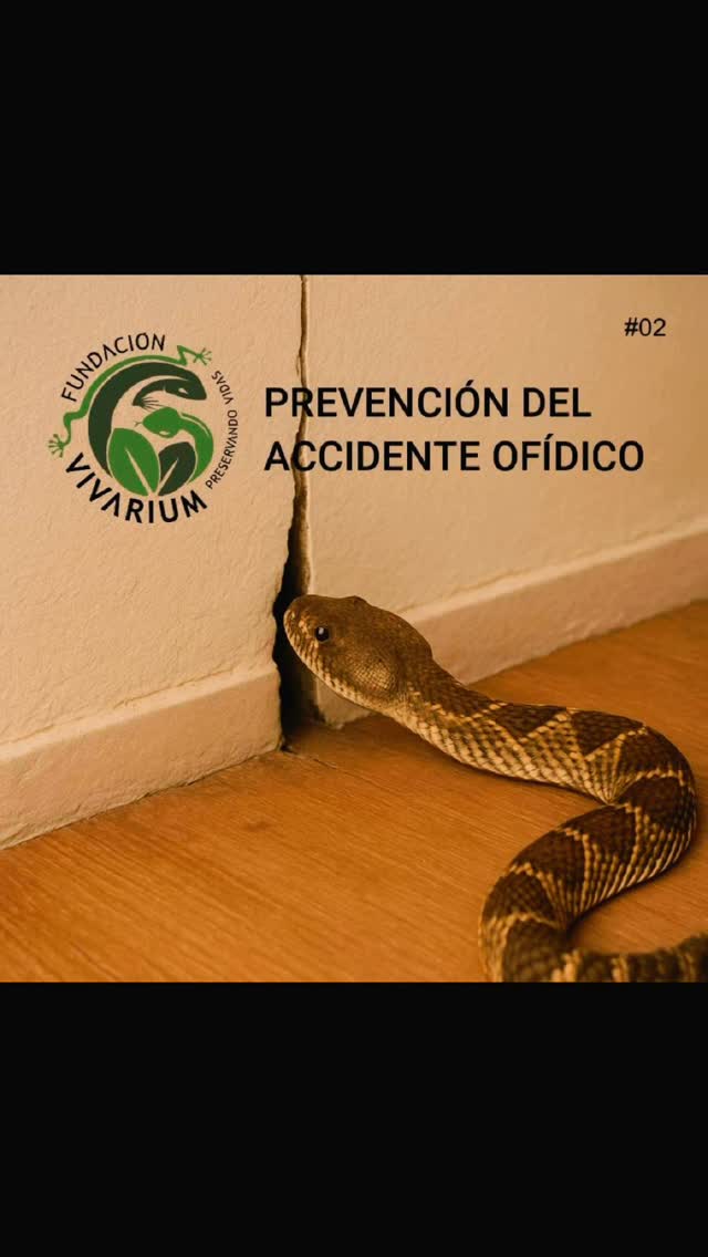 🐍 Las serpientes no avisan…
Entran por huecos, grietas o rendijas que muchas veces pasamos por alto.
Carlos y su familia nos muestran cómo prevenir, con acciones sencillas y mucha atención al detalle.
💡 Sellar, revisar, reforzar: pequeñas acciones que pueden salvar vidas.
Protege tu hogar. Comparte esta información con quienes más lo necesitan.
#PrevenciónOfídica #FundaciónVivarium
#SeguridadRural #AccionesQueProtegen
#preservandovidas