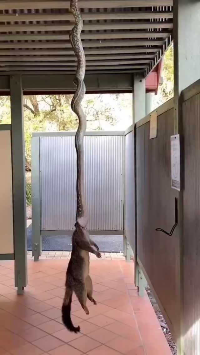 🎥 ¿Miedo o admiración?
Muchos aún temen a las serpientes sin conocer su verdadero papel en el equilibrio de nuestros ecosistemas. 🐍
En Fundación Vivarium trabajamos para transformar el miedo en conocimiento, y el rechazo en respeto.
💚 Las serpientes no solo controlan plagas que afectan nuestra salud y cultivos, sino que también nos recuerdan que cada ser tiene una función vital en la naturaleza.
📢 Acompáñanos en nuestra misión de educar, proteger y salvar vidas humanas y animales.
#Serpientes #EducaciónAmbiental #FundaciónVivarium #Conservación #AmorPorLaVida #Ecosistema #CienciaParaTodos #preservandovidas