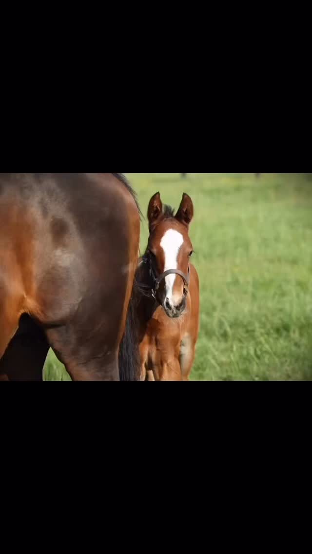 Milestone day for Doug! He has arrived. 💕 Thank you @annameahracing!!!