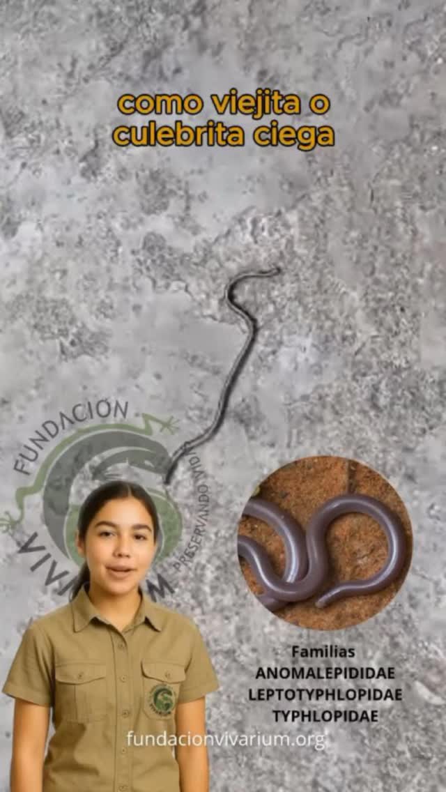 ¿Lombriz o serpiente?
Muchas personas confunden a estas pequeñas serpientes con lombrices… pero son serpientes subterráneas, totalmente inofensivas y esenciales para el equilibrio del suelo. 🌱🐍
No tienen veneno, y ayudan a controlar plagas del suelo.
🚫 Por miedo o desconocimiento, muchas son eliminadas sin razón.
📢 Conocerlas es protegerlas.
Si ves una, no la mates. Está haciendo su trabajo silencioso bajo nuestros pies.
#NoLasMates #EducaciónAmbiental #SerpientesInofensivas #Conservación #CulebritaCiega #FundaciónVivarium #Biodiversidad #SabíasQue #OfidiosVenezuela