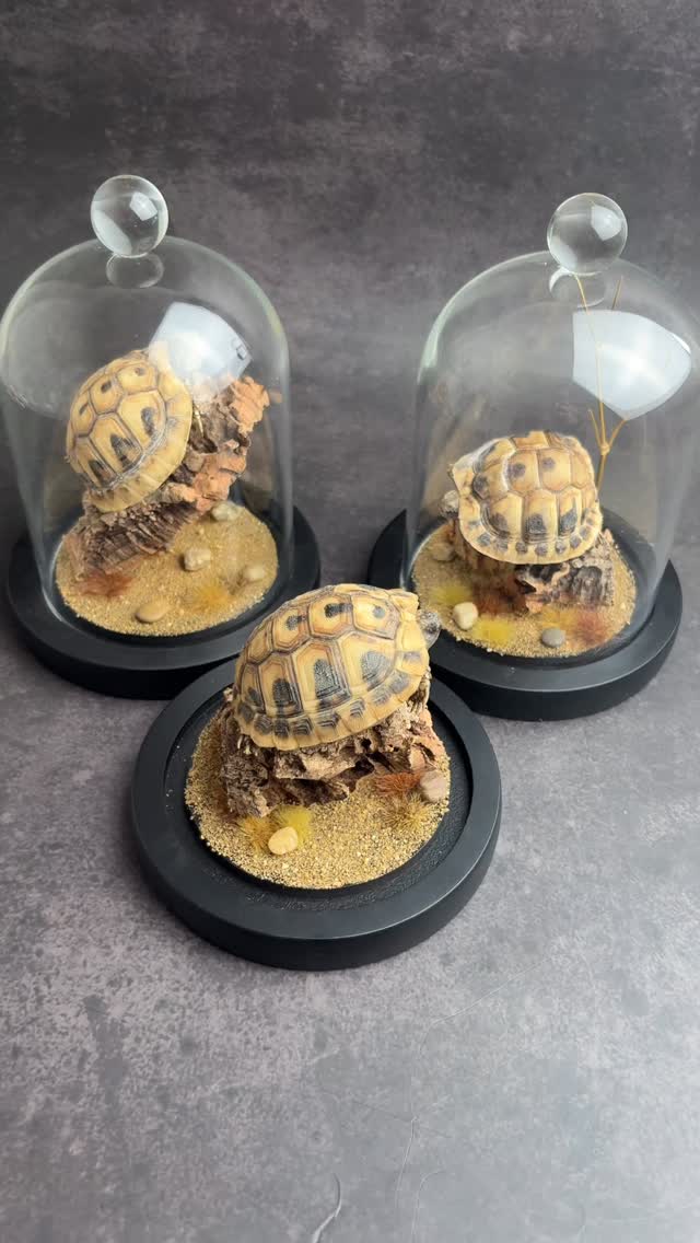 Three little torts looking for new homes. These are fully preserved whole specimens.
#Oddities #taxidermyforsale #WeirdIsBeautiful #OdditiesAndCuriosities #Handcrafted #naturalhistoryart #NatureArt #TaxidermyArt #NatureIsMetal #MacabreArt #CuriosityCabinet #Handmade #HomeDecor