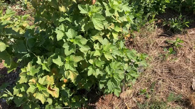 This #currant has become one of our favorite #fruits on the #homestead #farm #garden #foodforest #permaculture