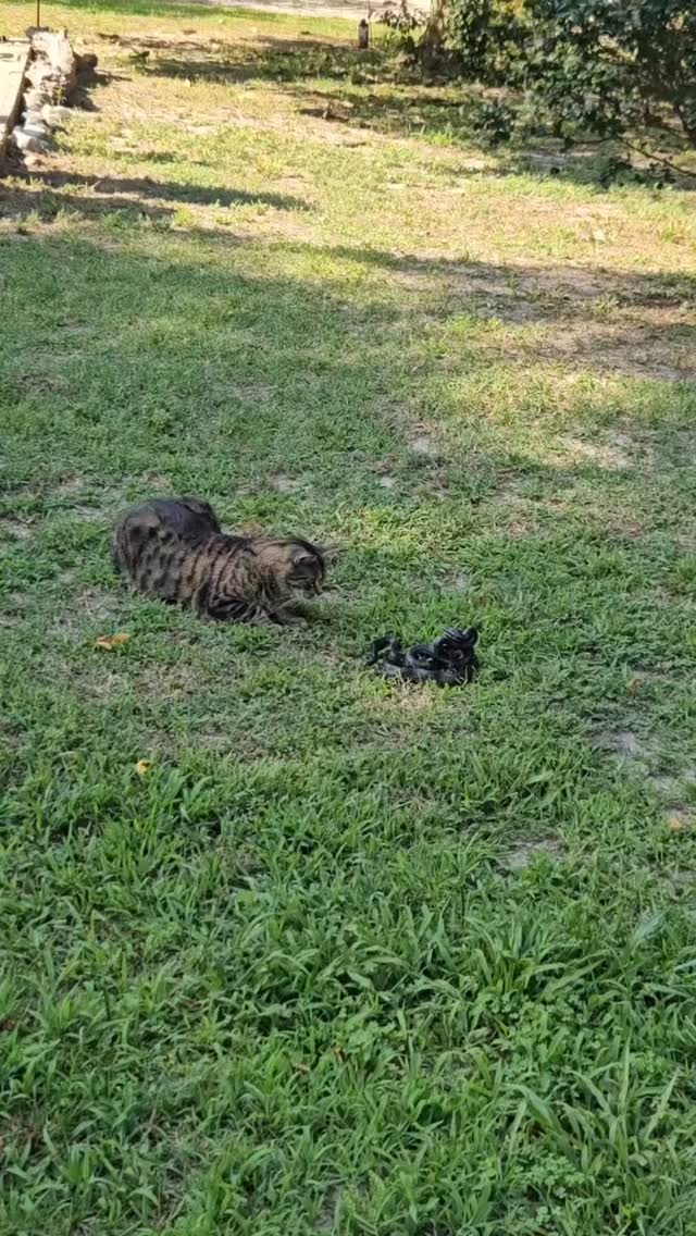 “En este recorrido por nuestro propio ‘patio salvaje’, vemos a nuestra valiente felina aproximarse con curiosidad a una serpiente que, a su vez, adopta su postura defensiva. 🐱💚🐍
Cada encuentro como este nos recuerda lo frágil y asombroso del equilibrio natural: mientras tu gato ayuda a controlar plagas en casa, las serpientes regulan poblaciones de pequeños roedores y mantienen sana la cadena trófica.
Para proteger a ambos, te recomendamos:
Mantener a tu gato dentro de casa, ofreciéndole juguetes, rascadores y rutas seguras de exploración interior.
Mantener limpio y ordenado el jardín o área exterior, eliminando montículos de hojas y escombros donde puedan esconderse reptiles.
Revisar antes de dejar salir a tu gato, especialmente al amanecer y al atardecer, horas de mayor actividad animal.
Crear zonas seguras, como pasillos libres de maleza o casetas elevadas, para que tu minino explore sin riesgos.
De este modo fomentamos una convivencia responsable: tus gatos viven protegidos y felices, y la fauna local sigue cumpliendo su función esencial en el ecosistema. 🌿✨
#EquilibrioNatural #ConvivenciaResponsable #GatosFelices”
#fundacionvivarium #cat #gatos #snake #serpientes #