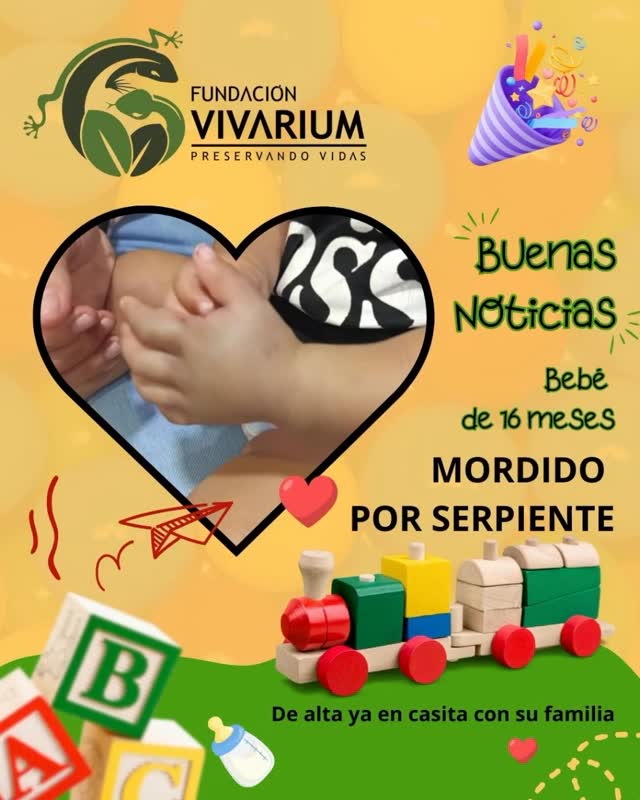 🍼💚 Buenas noticias
El bebé de 16 meses mordido por una mapanare en Bejuma ya fue dado de alta médica.
Gracias a la atención oportuna, el edema remitió favorablemente y no se desarrolló síndrome compartimental.
Desde Fundación Vivarium acompañamos el caso desde el primer momento, junto a los equipos de salud de Carabobo y epidemiología regional.
Agradecemos a todas las personas que estuvieron pendientes y enviaron sus bendiciones y palabras de apoyo. Su familia ahora regresa a casa con su hijo fuera de peligro.
📌 Seguimos trabajando por una atención digna e informada ante los accidentes ofídicos.
#Ofidismo #AltaMédica #Serpientes #SalvemosVidas #CuidadoInfantil #Vivarium #FundacionVivarium #Carabobo #Emergencia #Esperanza