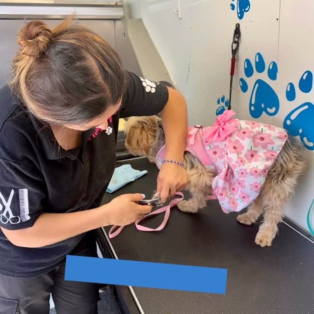 Buenos dรญas amigos, acรก mostrรกndoles un poco de lo que amo hacer. Aunque algunas veces puede ser un poco estresante, pero al final me gusta ver cรณmo puedo transformar a nuestros peluditos en todos unos modelos. Amo mi trabajo!!!
#grooming #dogstyle #doggrooming #fluffypawsgrooming #cutedogs #818valley #sanfernandovalley #womeninbusiness