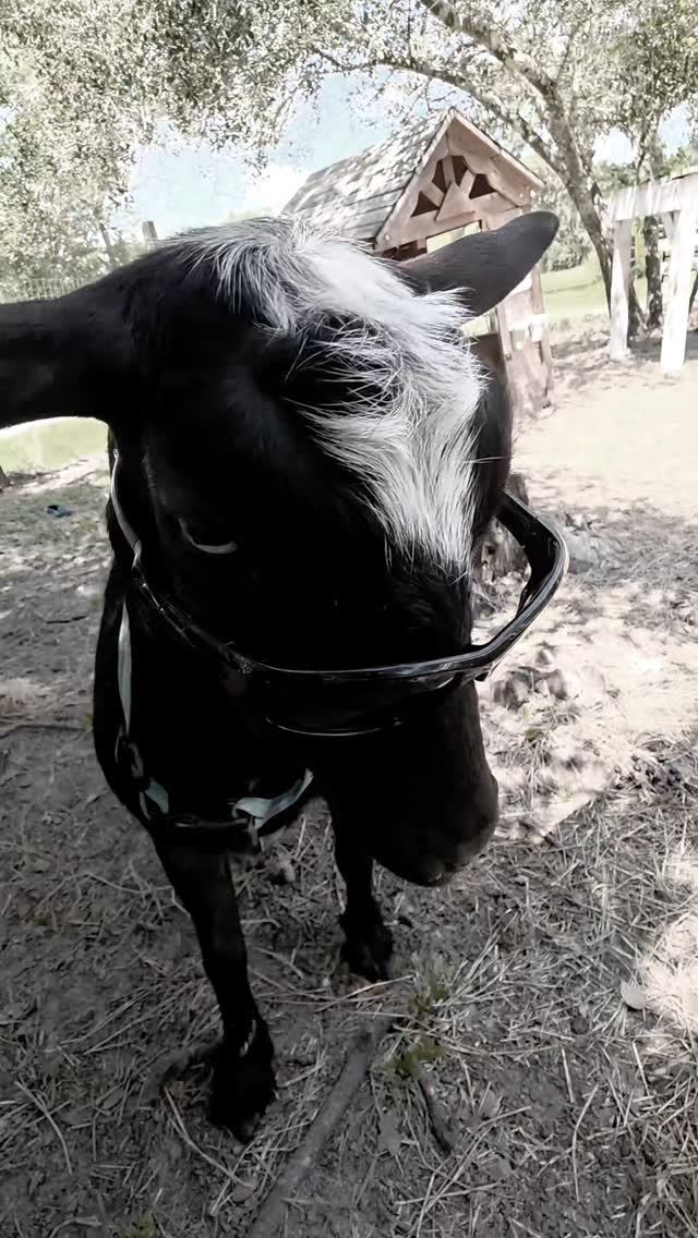 They just can't cooperate. 😒#infinitehollow #animaltherapy #autism #adhd #goatsense #iepadvocate #goatbot #socialemotionallearning #funny #goat