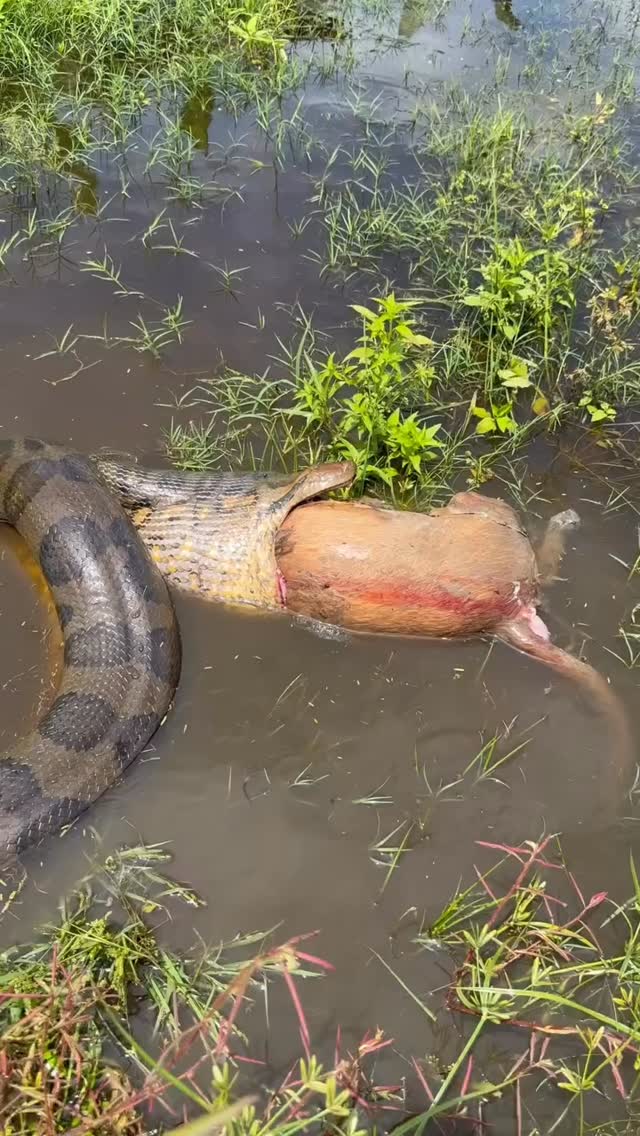 🐍❤️🐶 Lección para cuidadores de serpientes y amantes de los perros
Este impactante video nos recuerda que cada depredador cumple un rol vital en el ecosistema. Si compartes la pasión por las serpientes y el amor por tu peludo, ten en cuenta:
1️⃣ Instinto natural
Las serpientes actúan por supervivencia, no por malicia. Conocer su comportamiento te ayuda a anticiparte a sus reacciones.
2️⃣ Seguridad ante todo
Separa áreas de hábitat si convives con perros para evitar encuentros imprevistos.
3️⃣ Educación y respeto
Comparte este mensaje para que más personas entiendan el valor de cada especie. Fomentemos la convivencia responsable entre fauna silvestre y nuestras mascotas.
🌿🐾 Convivencia consciente: aprendamos de la naturaleza y protejamos tanto a nuestras serpientes como a nuestros perros.
#Conservación #EducaciónAmbiental #Serpientes #Perros #FaunaSilvestre #fundacionvivarium #preservandovidas #snake #anaconda