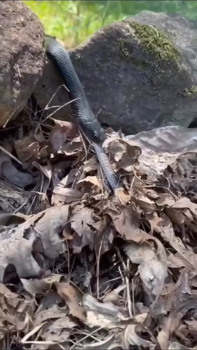 A veces, lo que a simple vista parece salvaje y despiadado, es en realidad la clave para que la vida continúe. 🐍✨
Al observar a esta serpiente alimentándose de otra, estamos siendo testigos de un acto de supervivencia que mantiene la armonía de la naturaleza. Sin estas interacciones no habría control de plagas, ni reciclaje de nutrientes, ni un auténtico balance ecológico.
Ayúdanos a valorar y proteger a estas increíbles criaturas: comparte este video y súmate a nuestros proyectos de conservación. 💚
Visita www.fundacionvivarium.org y aprende mas
#VidaSilvestre #RespetoAnimal #FundaciónVivarium #EquilibrioNatural #preservandovidas #snake #