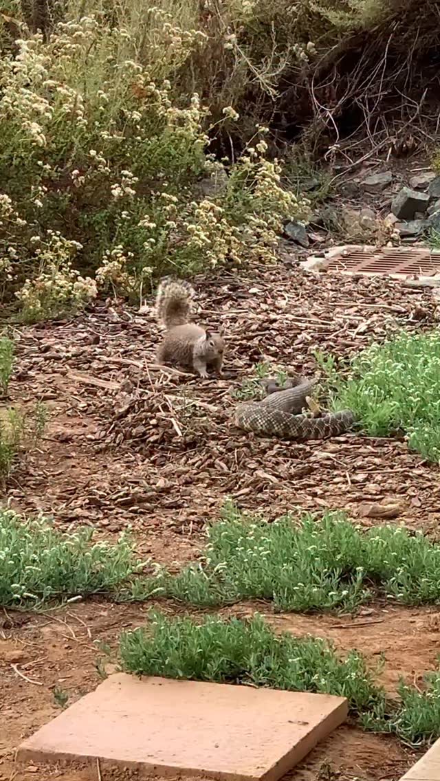 🤝🐍🐿️ “Cuando la curiosidad se encuentra con el peligro”
Esta ardilla no se achica: palada tras palada, arroja tierra a la serpiente de cascabel. Un instante que nos enseña a respetar y estudiar cada gesto de la fauna.
📢 Comparte si crees que todos podemos aprender de la audacia de este pequeño guardián del bosque.
🔍 Descubre más en @FundacionVivarium y únete a nuestra misión de educación y conservación.
#GuardianesDeLaNaturaleza #FundacionVivarium #ComunidadVivarium