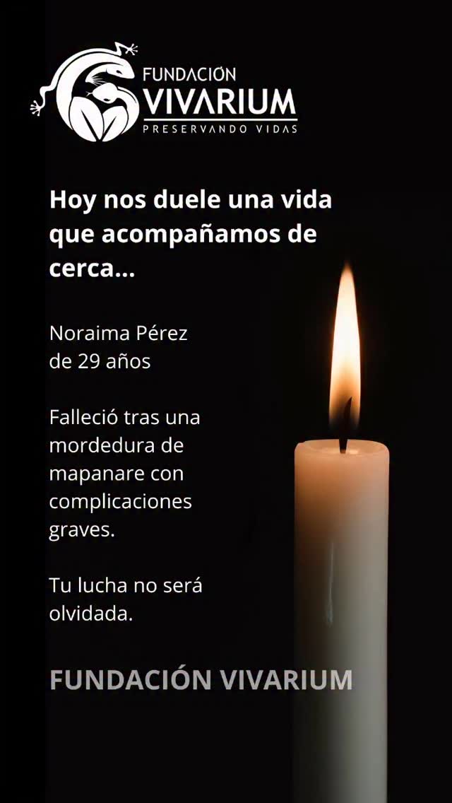 🖤 Con profundo dolor despedimos a Noraima Pérez
Desde Fundación Vivarium lamentamos profundamente el fallecimiento de Noraima Pérez Colmenares, joven de 29 años víctima de una mordedura de mapanare en el estado Lara.
Acompañamos a su familia en este momento de inmenso dolor y les expresamos nuestra solidaridad y respeto.
Durante su proceso, Moraima enfrentó complicaciones severas que no pudieron ser superadas a pesar de los esfuerzos médicos y del apoyo brindado. Su historia nos deja una huella imborrable y reafirma nuestro compromiso con la prevención, atención oportuna y acompañamiento integral de cada persona afectada por un accidente ofídico.
Que su partida nos recuerde la urgencia de fortalecer la respuesta médica y comunitaria ante estos casos.
Descansa en paz, Moraima. Tu lucha no será olvidada.
#QEPD #FundaciónVivarium #AccidenteOfídico #Prevención #Solidaridad #nomásvidasperdidas #venezuela #mapanare