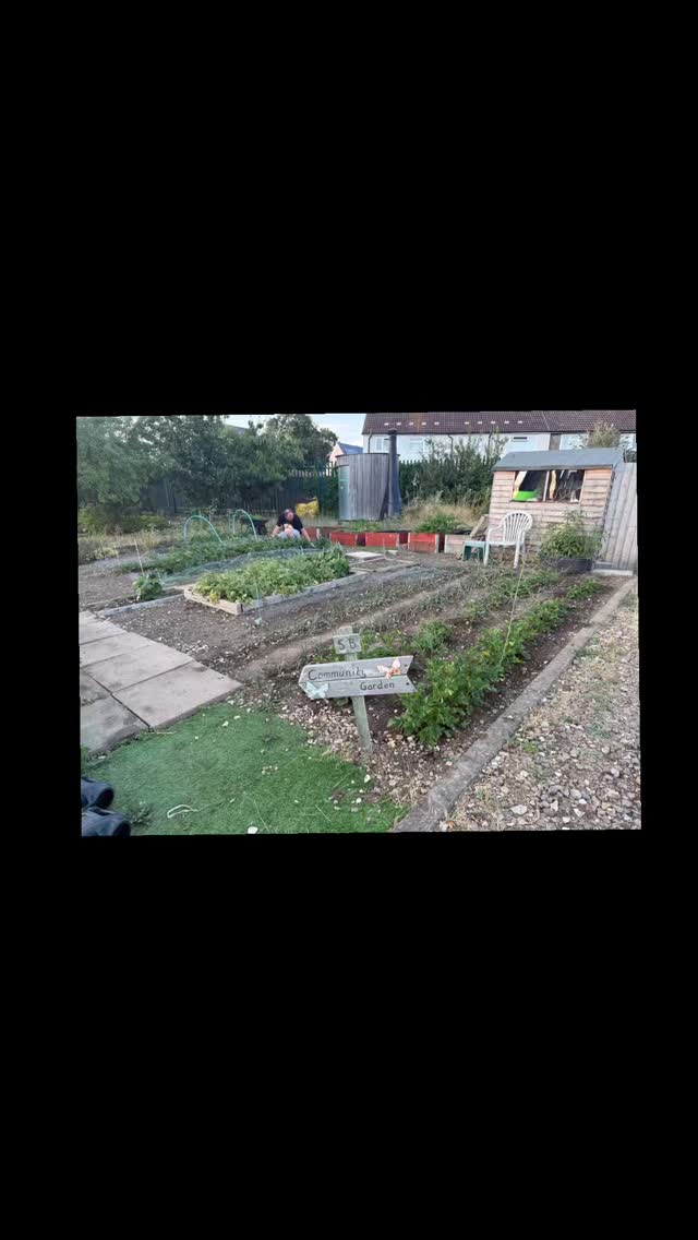 Fresh from our local allotment - a bounty of healthy vegetables for our cooking classes. Children learn to prepare them into tasty meals. Volunteers needed - spare time to weed and water, let us know.#allotment #vegetables #homegrown #stevenage #forestschool #eyfs #preschool #outdoorlearning #hampsonpark