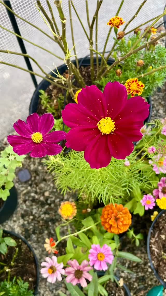 Our beautiful flowers are more than just pretty — they’re a feast for our fluttering friends 🦋🌼 Every bloom helps support the butterflies we raise and release at Blackborg.
#ButterflyGarden #ButterflySanctuary #PollinatorPlants #MonarchButterfly #PaintedLadyButterfly #SwallowtailButterfly #ButterflyLove #Blackborg #GrowForTheButterflies #ButterflyLife #GardenForPollinators