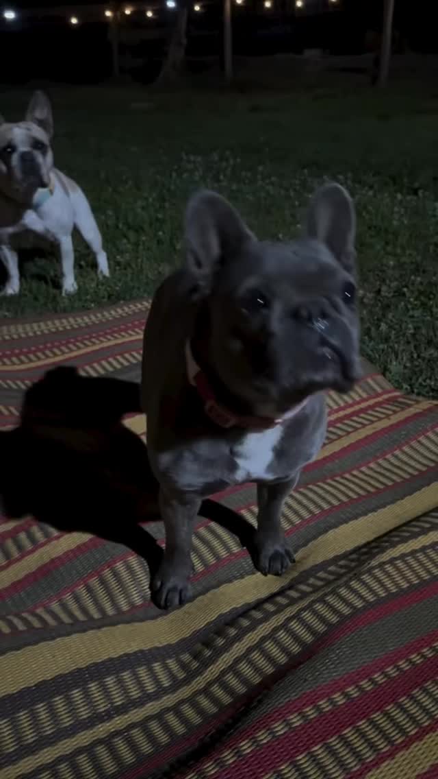 Frenchies am Inright?
#cuteness #adorable #what?