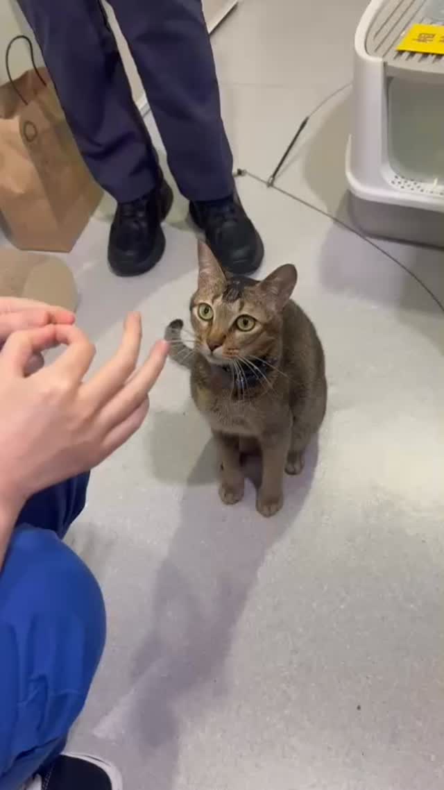 See how clever and cute our Dor Dor is😍😍
#catskill#catclapchallenge #cathand #cathighfive #smartcat