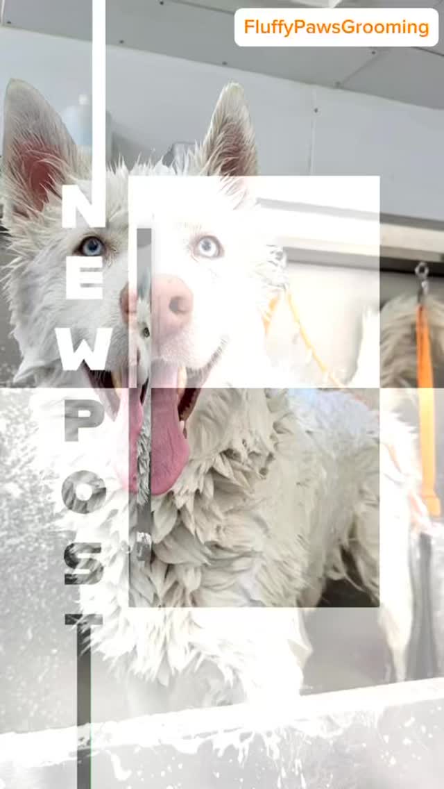 Time for a shower, doggy doggy โ no tears allowed!๐๐. #lovedogs #doggrooming #sanfernandovalleydogs #fluffypawsgrooming #grooming #sanfernandovalley #cutedogs #818valley